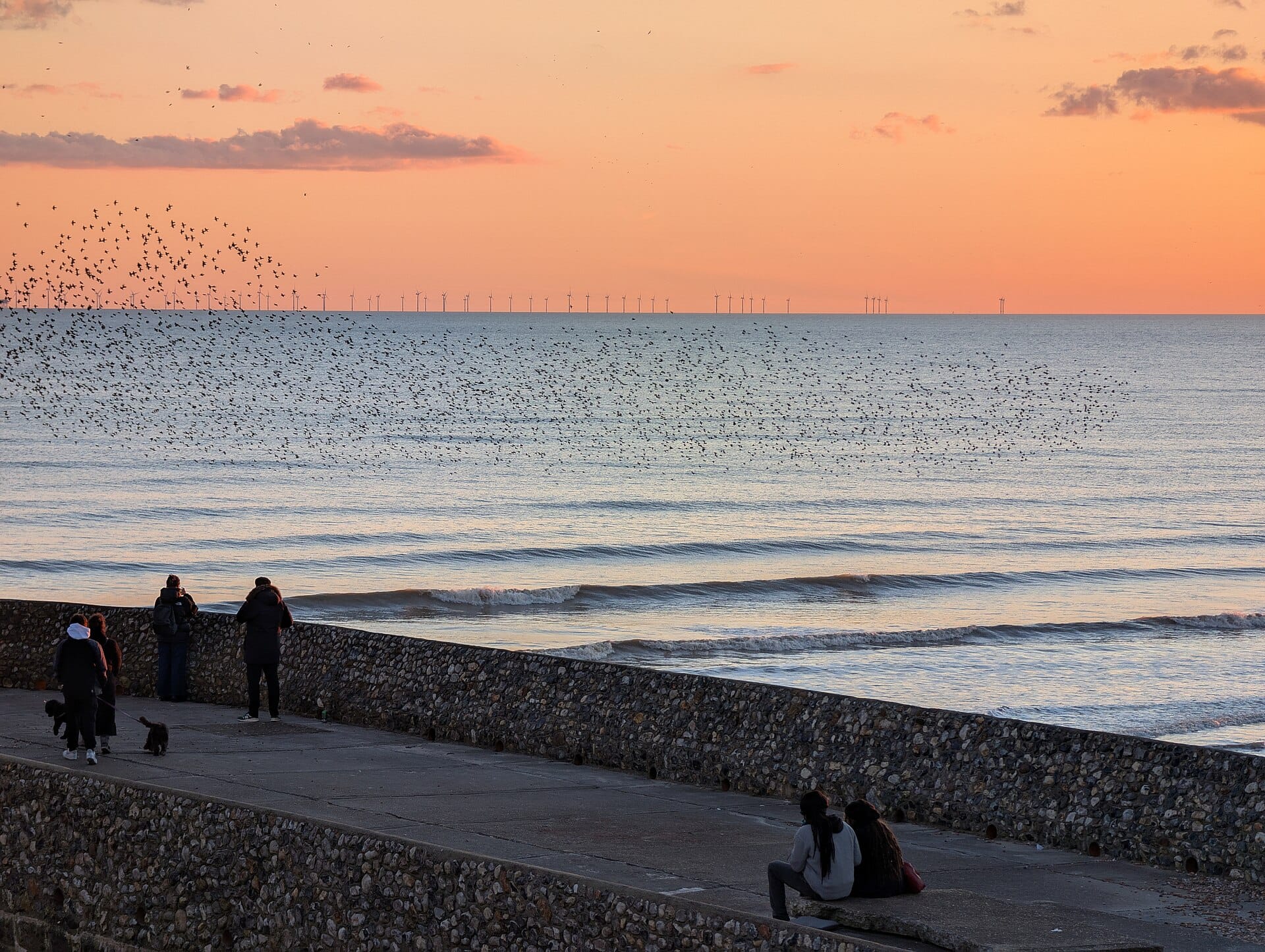 Starlings at Brighton Palace Pier