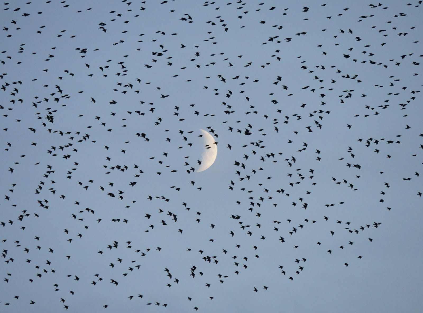 Starlings scattered across a pale evening sky with the moon among them