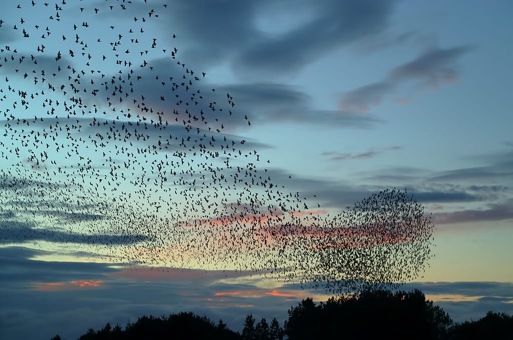 A murmuration of starlings against a pink and blue evening sky over Prestwick