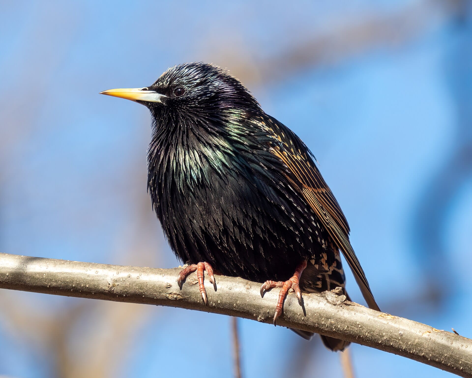 A single starling in winter plumage, its dark feathers glossed green and purple