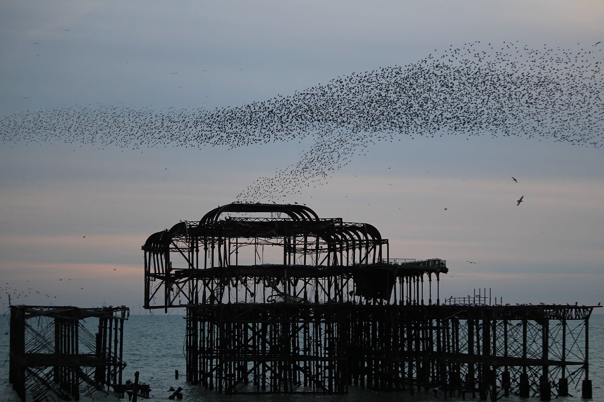 Starlings at Brighton West Pier