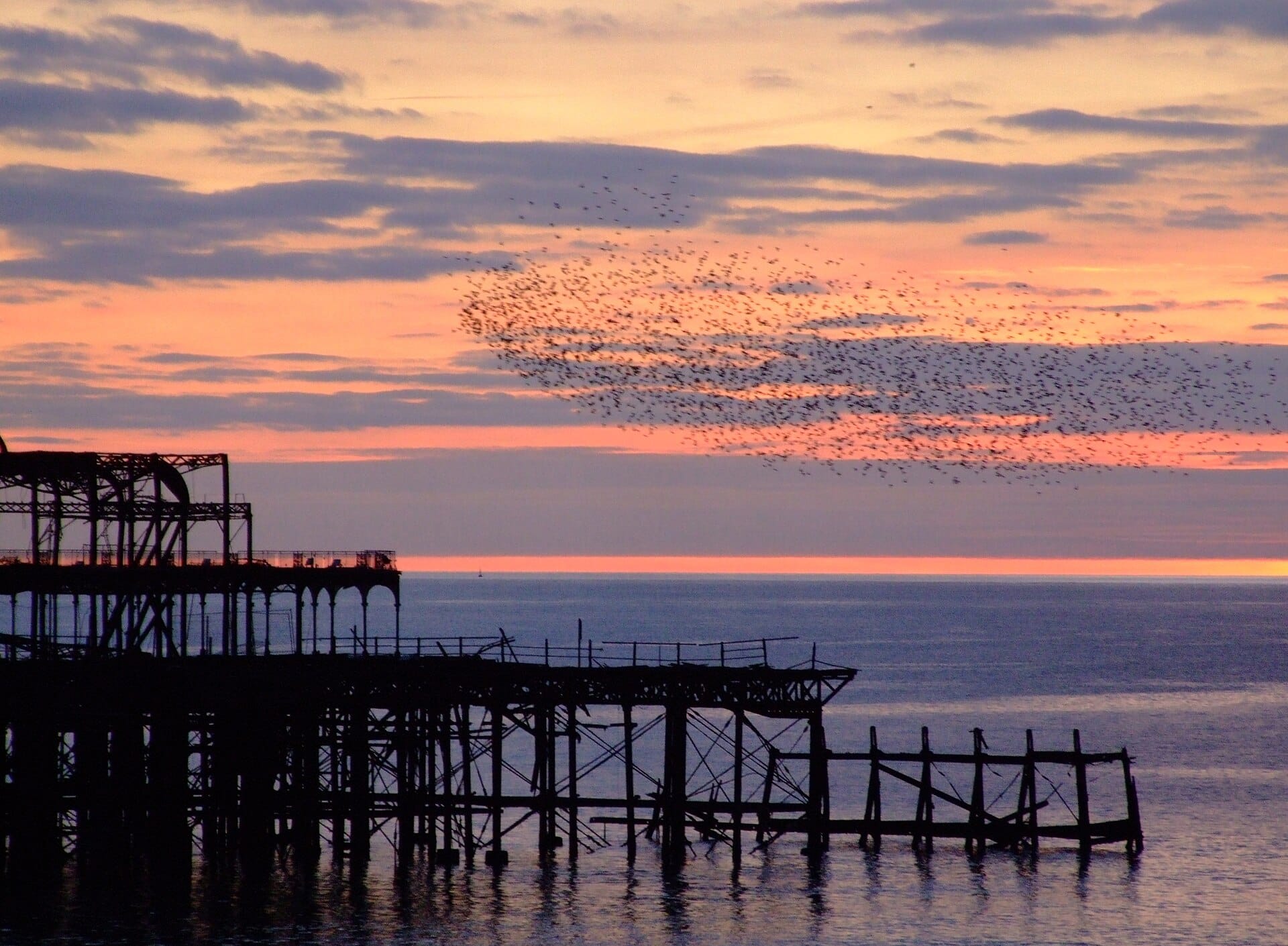 A long flock of starlings over the ruined West Pier in Brighton at sunset